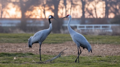 cranes roost park