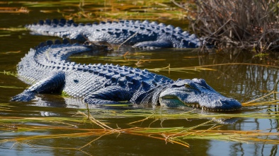 gatorland